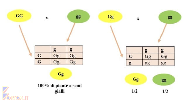 Incrocio tra eterozigote dominante e omozigote recessivo